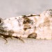 Adult • Ex larva in Senecio stem. Lleyn, Caerns. Leg. IK & IFS. • © Ian Smith