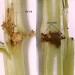 Habitation • In stem, split open, of Senecio. Cocoon covered in frass. Late July. Lleyn, Caerns. Leg. IK & IFS. • © Ian Smith