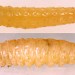 Larvae • In stem of Senecio. Late July. Lleyn, Caerns. Leg. IK & IFS. • © Ian Smith