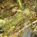 Larva • Beinn Eighe, Wester Ross, on Empetrum nigrum • © Bob Heckford