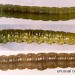 Larvae • In spun tips Cirsium arvense June, Chesh. & late Aug. Flints. • © Ian Smith