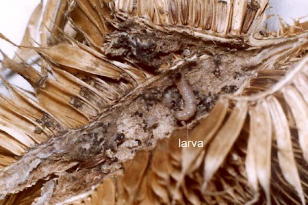 Endothenia marginana