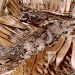Habitation • September, larva in pith of opened seedhead of Dipsacus fullonum • © Ian Smith