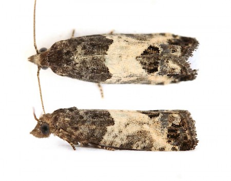 Bud Moth Spilonota ocellana