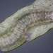 Larva • Braunton Burrows, Somerset, on Salix viminalis • © Bob Heckford