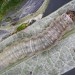 Larva • Braunton Burrows, Somerset, on Salix viminalis • © Bob Heckford