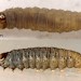 Late instar larva • Mellor, Derbyshire. March 2003. On Alnus • © Ian Smith