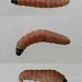 Larva • Ex catkin in Betula, Chorlton Greater Manchester • © Ben Smart