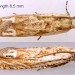 Adult • Ex larva on Aster tripolium. Flints. • © Ian Smith