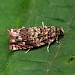 Adult • Lakenheath, Suffolk. ex. larva on Populus • © Patrick Clement