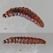 Early instar larva • Chorlton, Greater Manchester • © Ben Smart