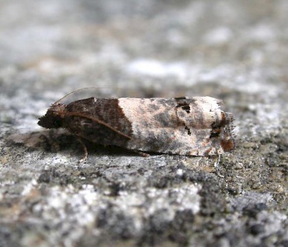 British Moths | Thumbnail List by Family | Tortricidae