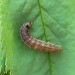 Larva • On Rosa, Chorlton, Greater Manchester • © Ben Smart