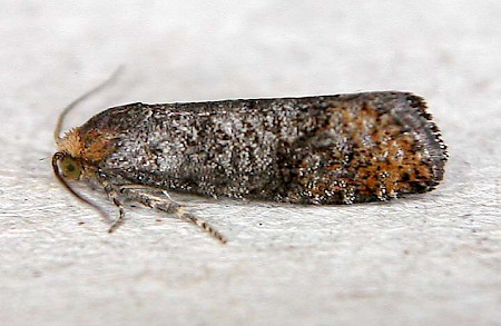 Pseudococcyx posticana