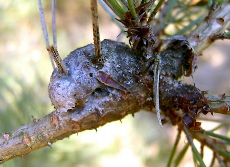 Pine Resin-gall Moth Retinia resinella