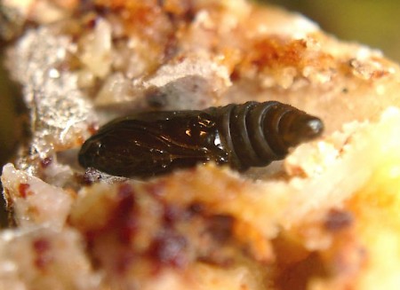 Pine Resin-gall Moth Retinia resinella