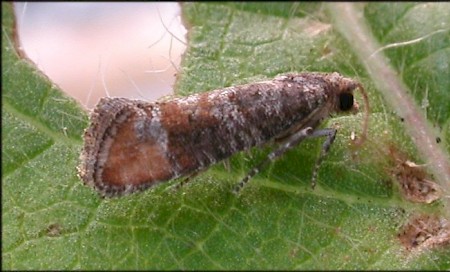 Pine Leaf-mining Moth Clavigesta purdeyi