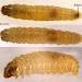 6mm larva • Early instar in stem of Leucanthemum vulgare. Early May. Limestone grassland, Montgomeryshire. • © Ian Smith