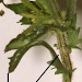 Habitation • Leucanthemum vulgare occupied by early instar larva. Early May. Montgomeryshire. • © Ian Smith