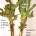Feeding • Split stem of Leucanthemum vulgare occupied by early instar larva. Early May. Montgomeryshire. • © Ian Smith