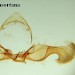 Male genitalia plate • Reared from larva in stem of Leucanthemum vulgare. Montgomeryshire. Leg. I.F.Smith. Gen. det. Shane Farrell • © Shane Farrell
