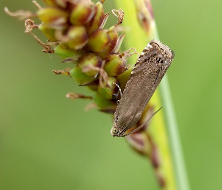 Pea Moth Cydia nigricana