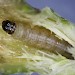 Larva • Torquay, S. Devon • © Bob Heckford