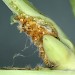 Larval feeding on Brassica oleracea • Dartmouth, South Devon • © Bob Heckford