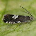 Adult • Chorlton, Gtr. Manchester, reared from larva on Trifolium • © Ben Smart