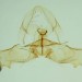 Male genitalia plate • Genitalia of male to pheromone lure in assembling trap. July, Derbyshire. Leg I.F.Smith • © Shane Farrell