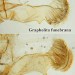 Male genitalia comparison • Genitalia comparison of male with male G. funebrana. Leg. I.F. Smith • © Shane Farrell