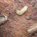 Larva & cocoon • Chorlton, Greater Manchester, imago reared • © Ben Smart