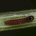 Young larva • Netherlands • © Jeroen Voogd