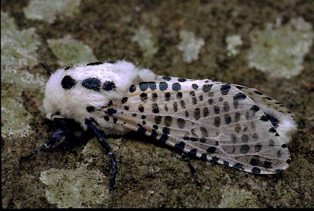 Leopard Moth Zeuzera pyrina