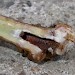 Larval gall • Studham, Bedfordshire • © Charles Baker