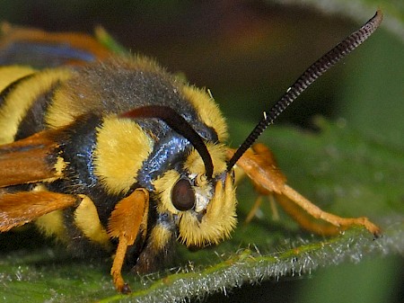 Hornet Moth Sesia apiformis