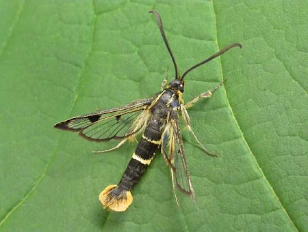 Welsh Clearwing Synanthedon scoliaeformis