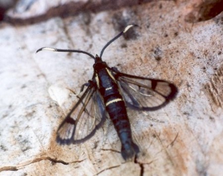 White-barred Clearwing Synanthedon spheciformis