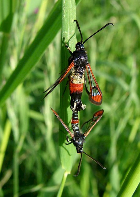 Red-tipped Clearwing Synanthedon formicaeformis