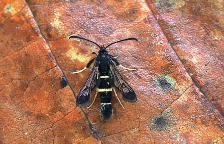 Sallow Clearwing Synanthedon flaviventris