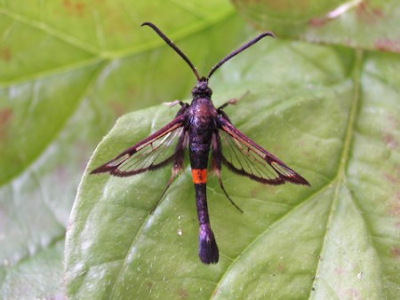 Red-belted Clearwing Synanthedon myopaeformis