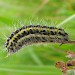 Larva • Winchcombe, Gloucestershire • © Guy Meredith