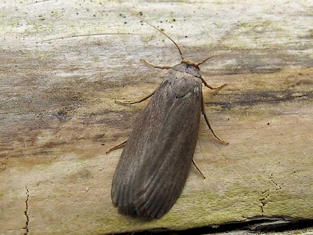 Lesser Wax Moth Achroia grisella