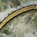Late instar larva • Budleigh Salterton, Devon • © Bob Heckford