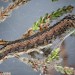 Larva • on Calluna, Chudleigh Knighton Heath, Devon • © Bob Heckford