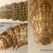 Larval plates • On Inula crithmoides. Lleyn, Caernarvonshire. • © Ian Smith