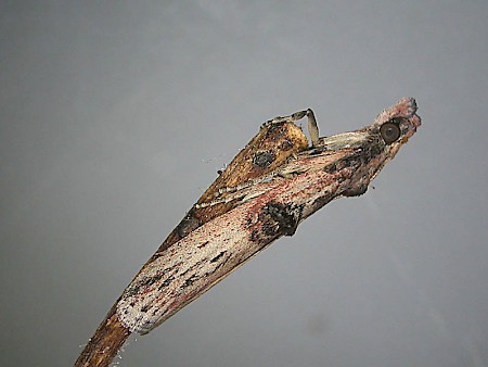Nephopterix angustella
