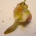 Larva • feeding on Euonymus seeds • © Loris Colacurcio