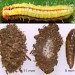 Larva • Larva, May, on Crataegus, Lancs.. Cocoons and pupa ex larvae on Crataegus, Flints. • © Ian Smith