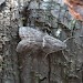 Adult • Reared from fungus on birch, Longmoor, Hants. leg. J. Langmaid • © Ian Thirlwell